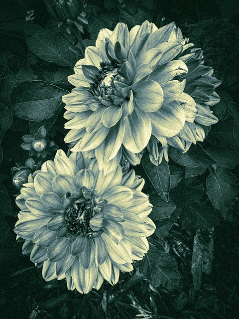 Free Floral Monochrome photo and picture
