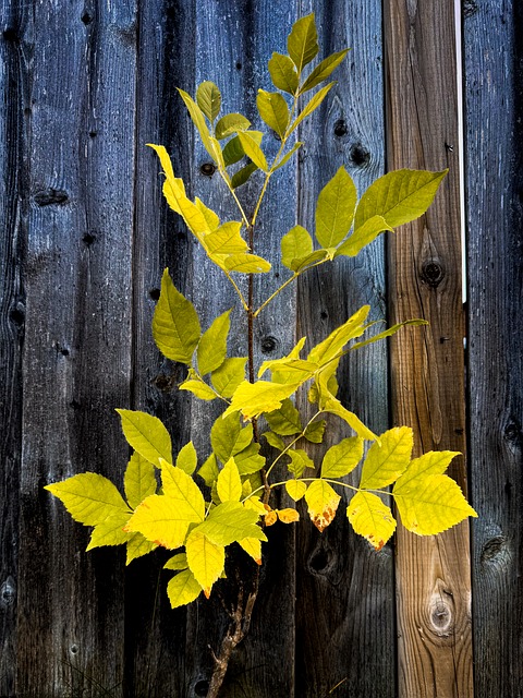Free Leaves Nature photo and picture