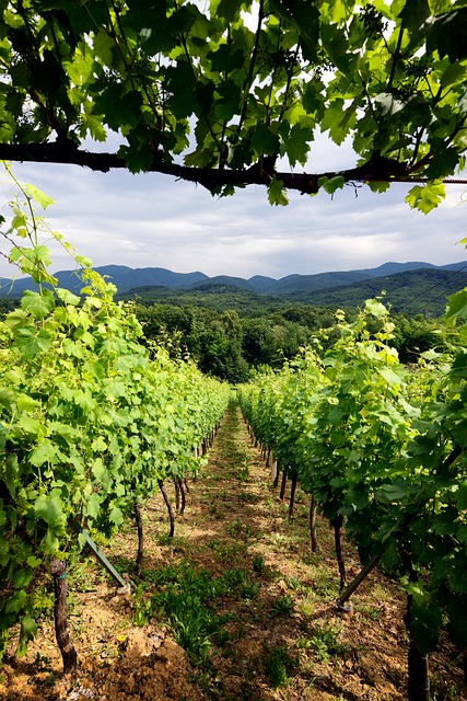 Szőlőskert, Szőlő, Zagorje, Horvátország