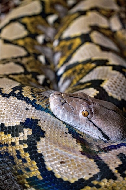 Free Snake Python photo and picture