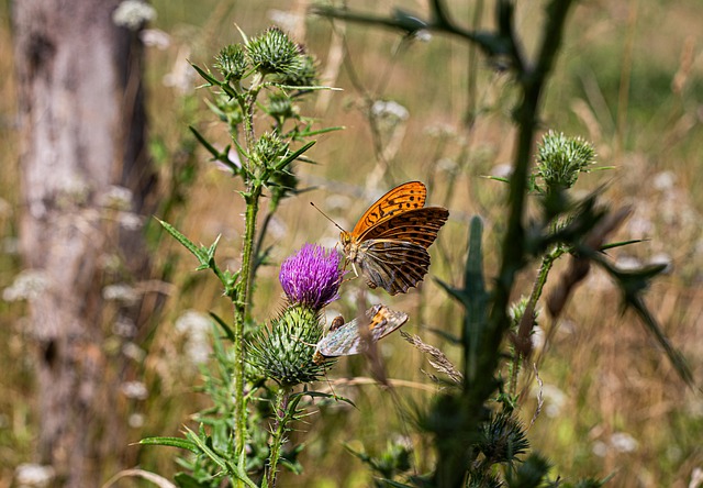 Free Butterfly Thistle photo and picture