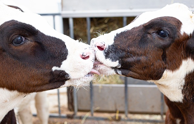 Free Cows Kiss photo and picture