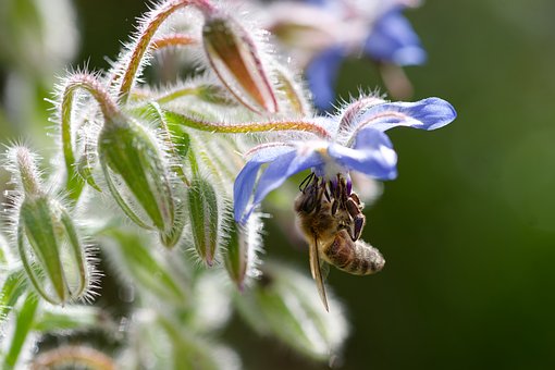 Abeja, Miel De Abeja, Insecto