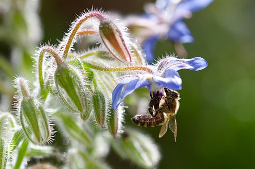 Abeja, Miel De Abeja, Insecto