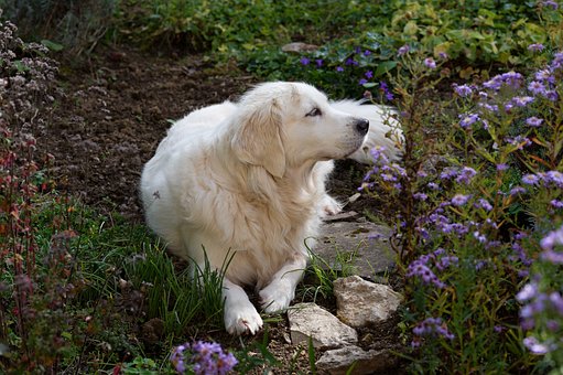 Animal Domestico, Animal, Perro
