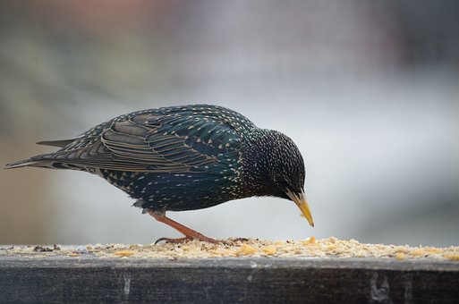 Estrella, Naturaleza, Pájaro, Animal