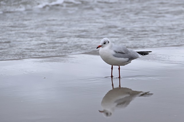 Free Gull Bird photo and picture