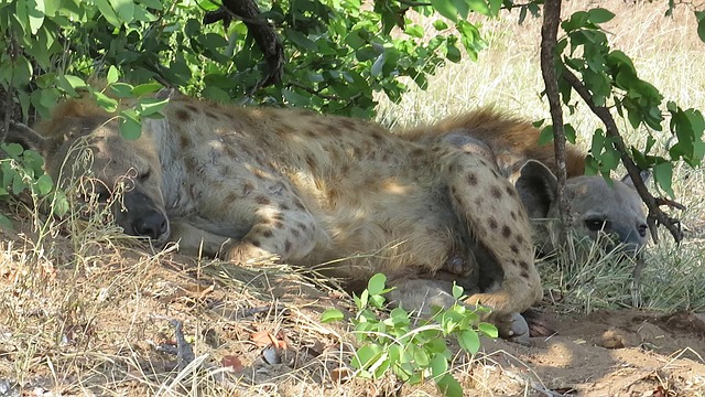 Free Nature Hyena photo and picture