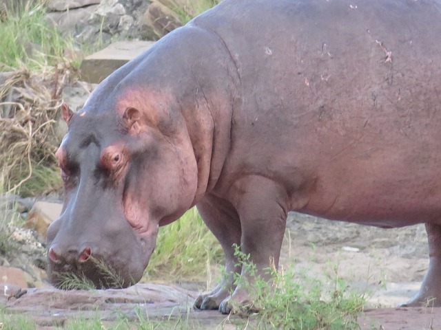 Free Hippo Hippopotamus photo and picture