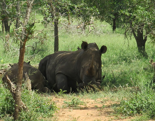 Free Rhino Rhinoceros photo and picture