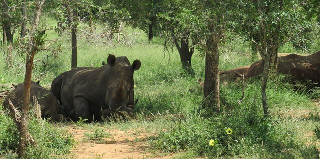 Free Rhino Rhinoceros photo and picture