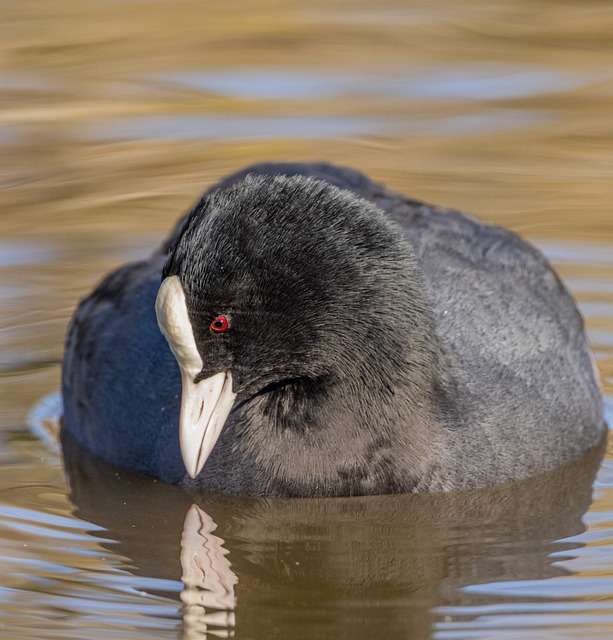 Free Coot Nature photo and picture