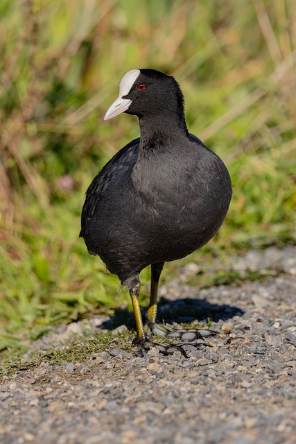 Free Coot Nature photo and picture