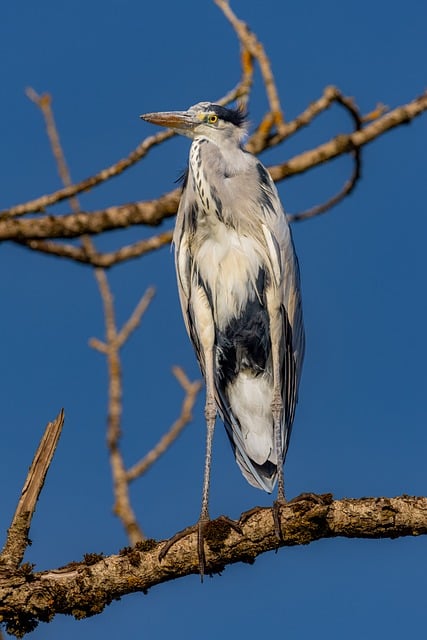 Free Grey Heron Nature photo and picture