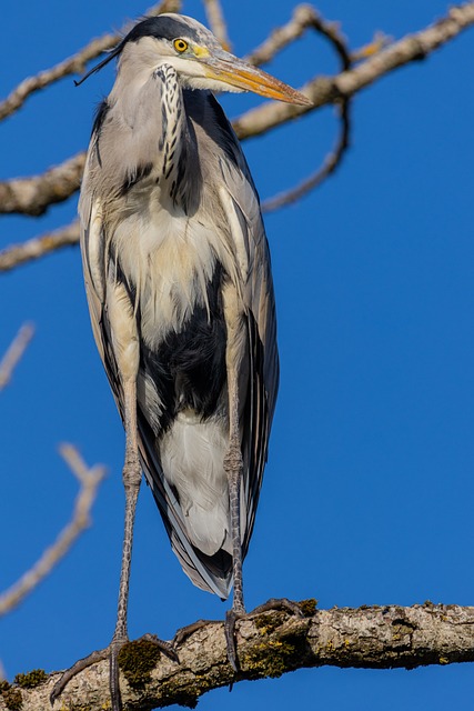 Free Grey Heron Nature photo and picture