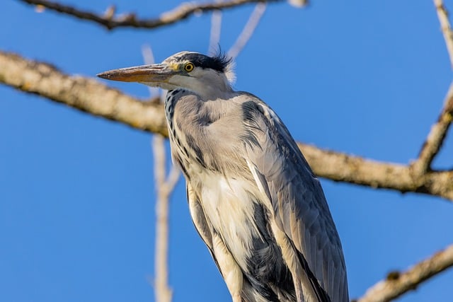 Free Grey Heron Nature photo and picture