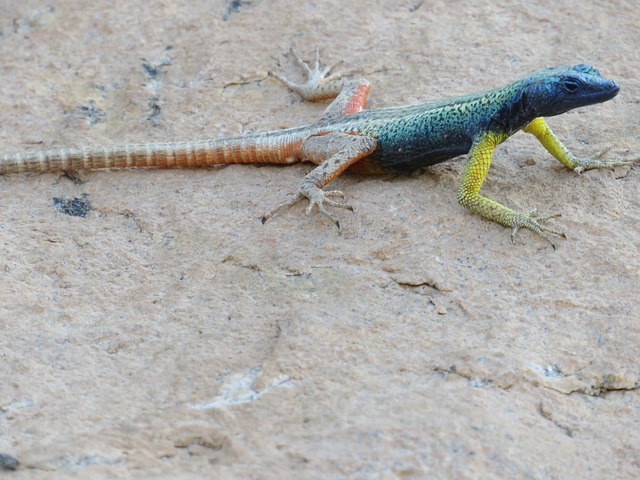 Free Wildlife Wilderness photo and picture
