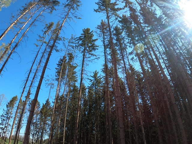 Baum, Natur, Træ, Træer, Gås, Ko