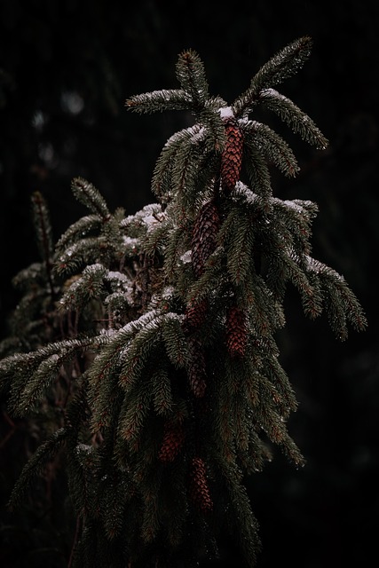 Naturaleza, Bosque, Paisaje, Árbol