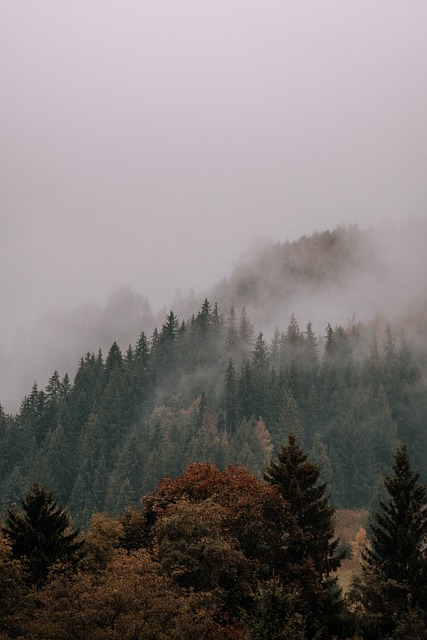 Naturaleza, Bosque, Paisaje, Árbol