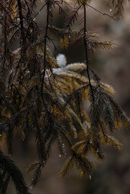 Naturaleza, Bosque, Paisaje, Árbol