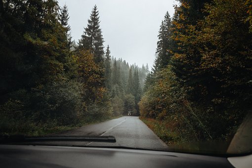 Naturaleza, Bosque, Paisaje, Árbol