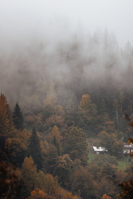 Naturaleza, Bosque, Paisaje, Árbol