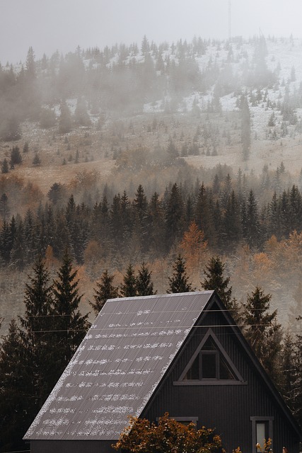 Naturaleza, Bosque, Paisaje, Árbol