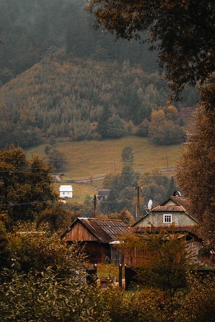 Naturaleza, Bosque, Paisaje, Árbol