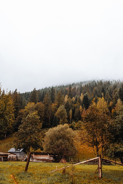 Naturaleza, Bosque, Paisaje, Árbol