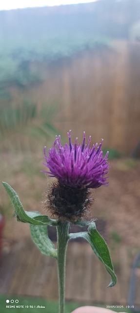 Free Natue Fleur photo and picture