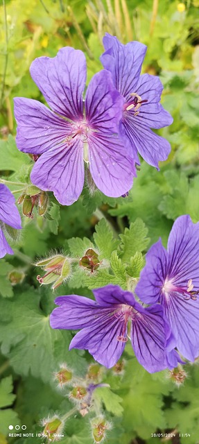 Free Nature Fleur photo and picture
