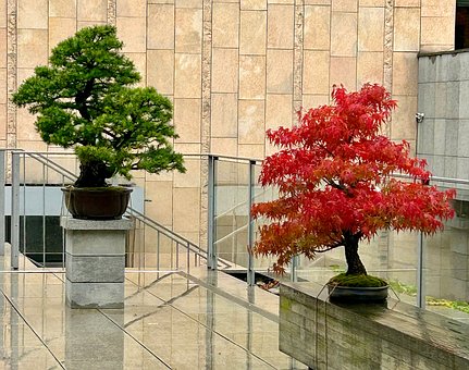 Free Nature Manggha photo and picture