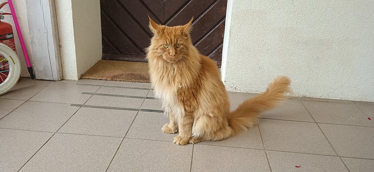Free Cat Maine Coon photo and picture