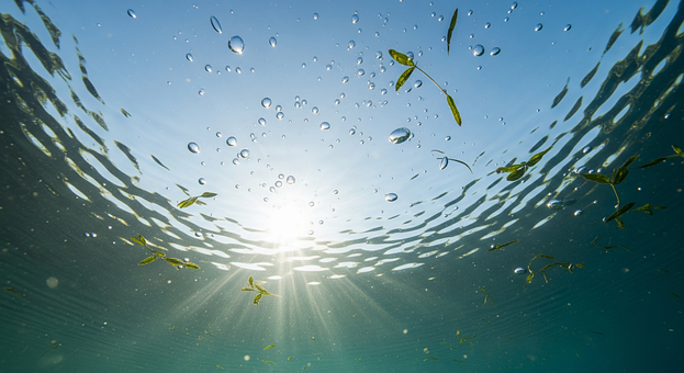 Free Underwater Photograph illustration and picture