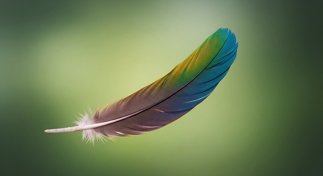 Free feather gradient close-up illustration