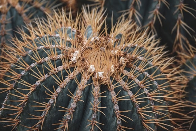 Cactus, nature, flower wallpaper and plant — photo by Alexas_Fotos