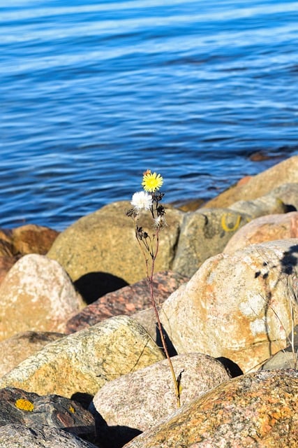 Free Flower Rock photo and picture