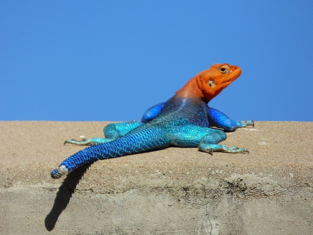 Free Africa Tanzania photo and picture
