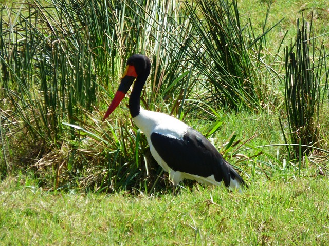 Free Tanzania Africa photo and picture