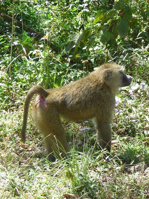 Free Africa Tanzania photo and picture