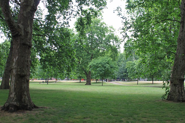Free Park Tree photo and picture