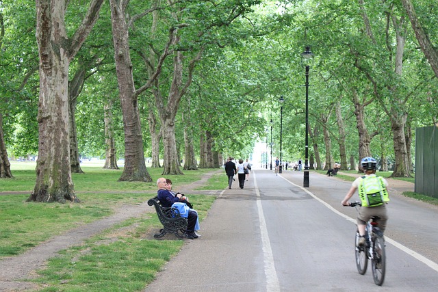 Free Park Tree photo and picture