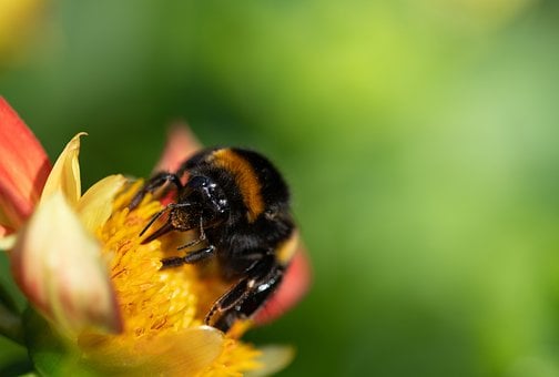 Free Bumblebee Floral Background photo and picture