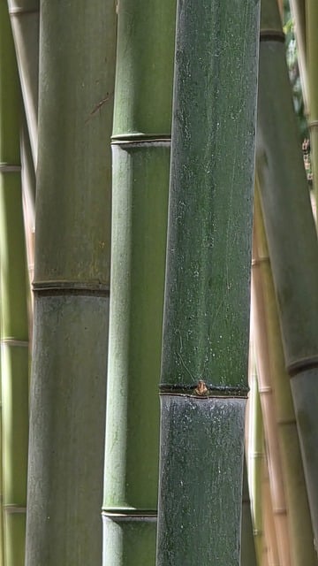 Bambù, Pianta, Natura, Flora, Gambo