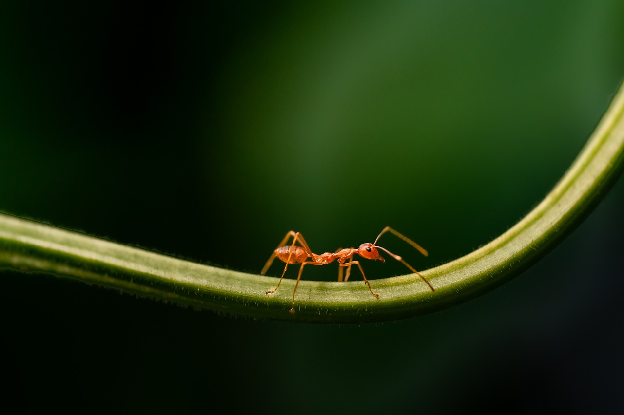 20 000 Free Ant Closeup Ant Images Pixabay 20 000 Free Ant Closeup Ant Images Pixabay