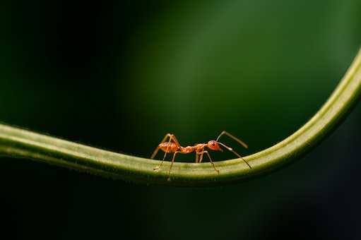 Myre, Myrer, Natur, Insekter, Grøn