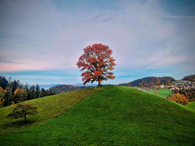 Free Autumn Tree Autumn Colors photo and picture