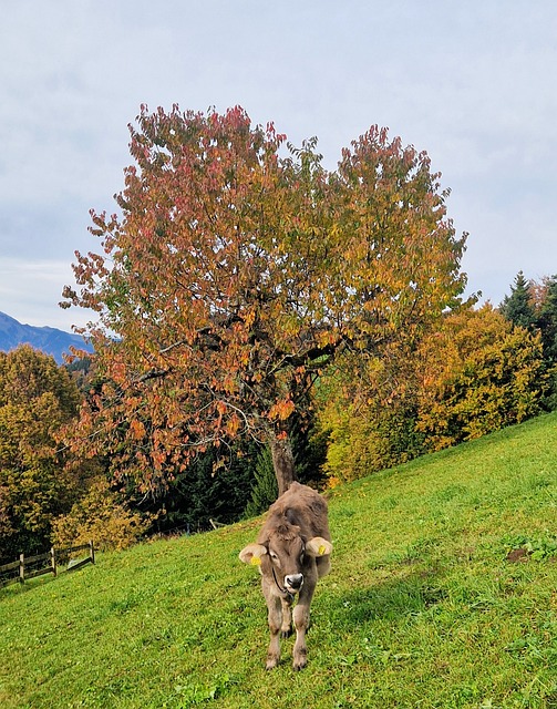 Free Cow Pasture photo and picture