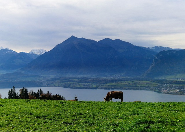 Free Lake Thun Switzerland photo and picture
